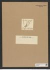 Triceratium convexum Grev. (de-Toni-Nr.: Genus 140, Species 3898) Zeichnungen Sammlung Grunow Nr. 7383 (NHMW-BOT-W0376451)